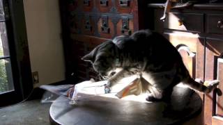 Cat&Bird