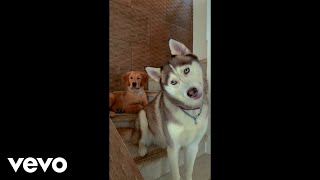 Río Roma - Ángel De Cuatro Patas Video Oficial