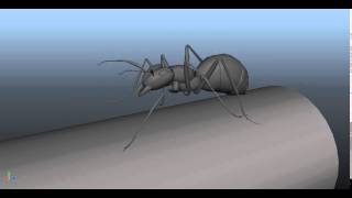 ant walk cycle