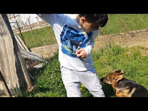 Video: Si Të Pastroni Mutin E Tharë Nga Qeni Juaj