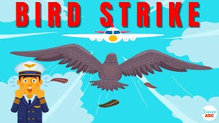 Bird Strike: What Happens When A Bird Strikes An Aircraft?