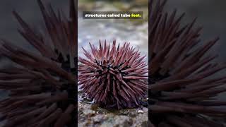 Did You Know Sea Urchins Move Using Water Pressure