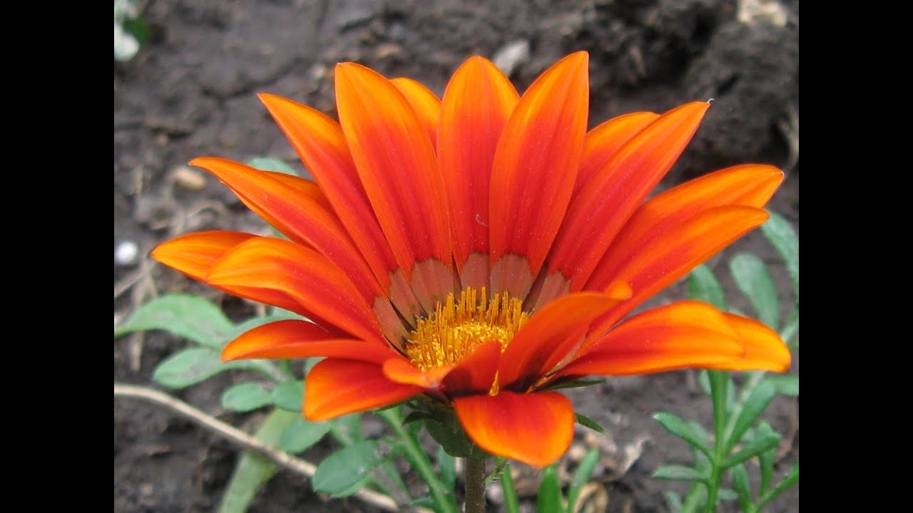 Газания, цветок для вашего сада! - YouTube