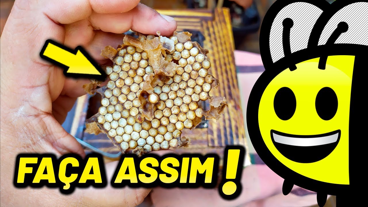 Como multiplicar abelhas Mandaçaia por indução