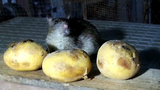 Rats Eat Potatoes: Cat TV Mouse Watch- (2+Hours)