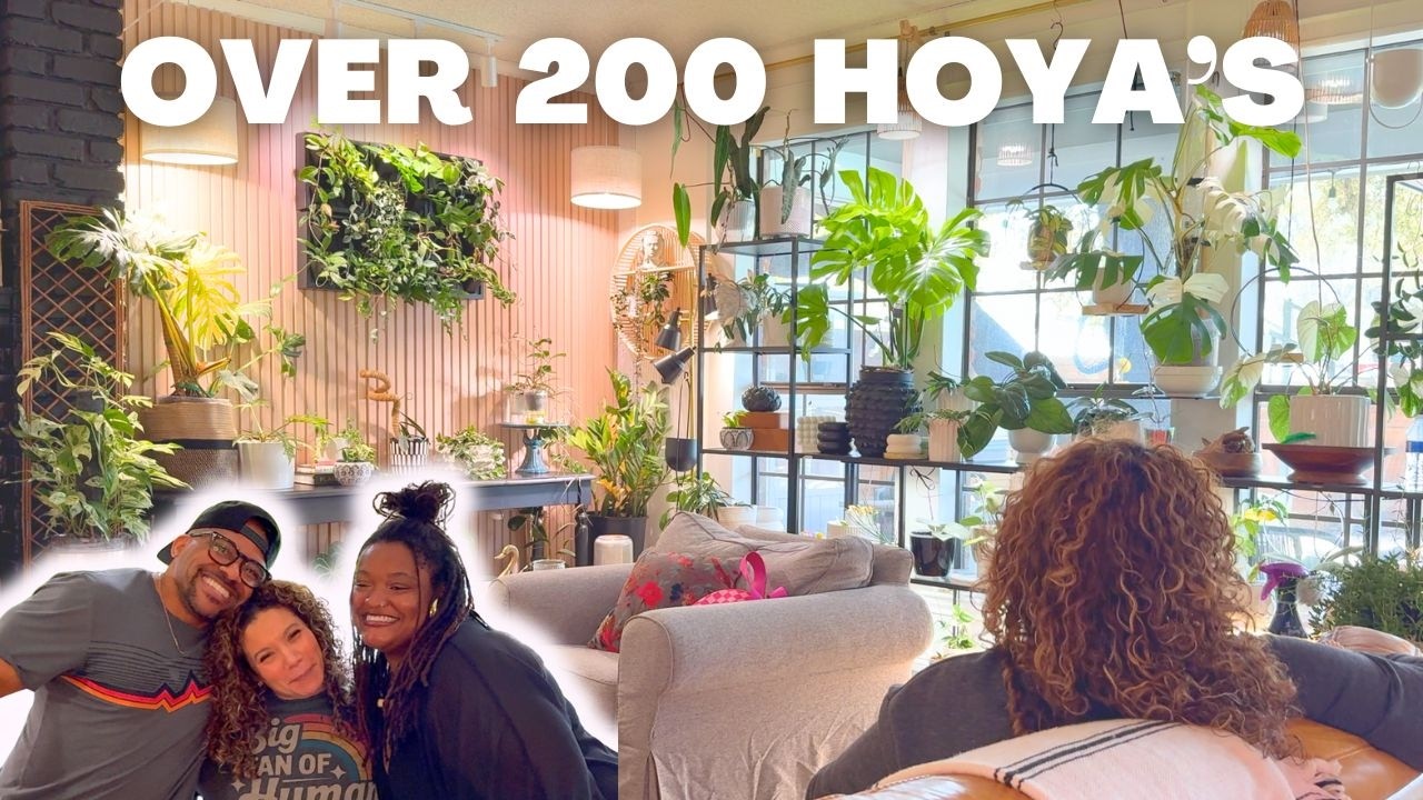 Plant tour: over 200 hoyas in one home