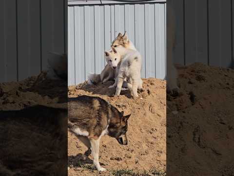 Новый ошейник