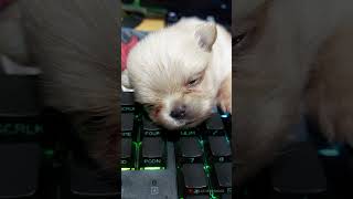 sleepy_pupper.mp4