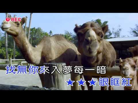 目眶紅 陳美月 (江意銘 演唱)2022 11 30