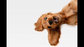 Karanténsuli Kutyáknak - 1. Rész Hogyan, Mivel, Mennyit Gyakoroljunk, Ültetés Alapozása