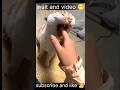 cat gussa 😺😆 #explorepage #memesguru2 #funny #ashleelmemes #comedy #shortvideos #trending #catvideos