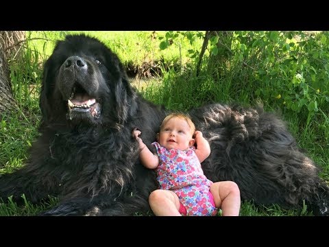 newfoundland dog baby