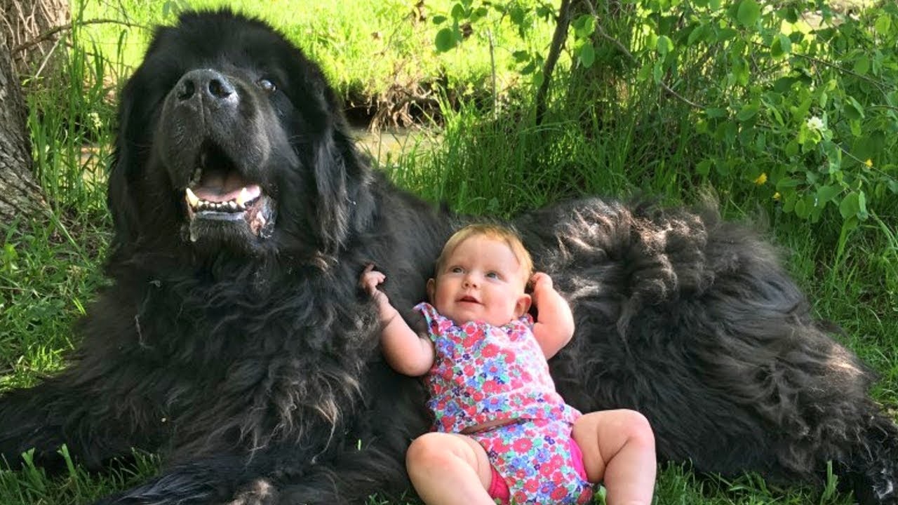 newfoundland puppies youtube