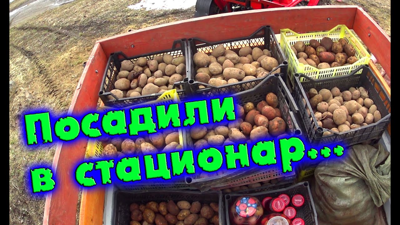 Привезенный Картофель Распределили Между 3 Магазинами
