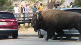 Grand Tetons/Yellowstone Bison   HD 1080p