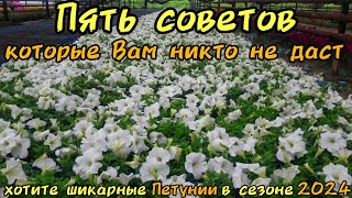 ПЯТЬ СОВЕТОВ которые Вам никто не даст, это все скрывают. ШИКАРНЫЕ ПЕТУНИИ в сезоне 2024 ОБЕСПЕЧЕНО.