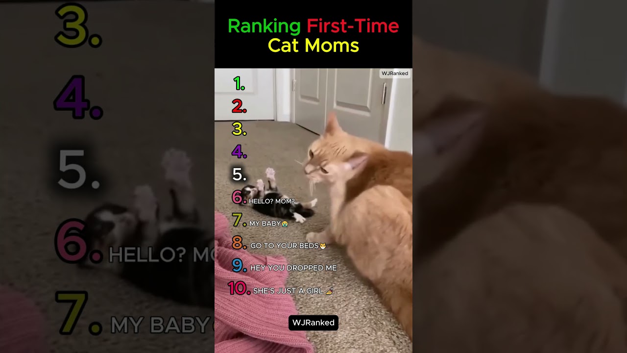 Ranking The FIrst-Time Cat Moms. #1 is the best. 