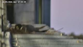 Operation Falcon Live Stream