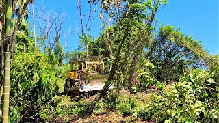 The Best Construction Heavy Equipment Caterpillar D6R XL Bulldozer Construction Palm Oil Plantation