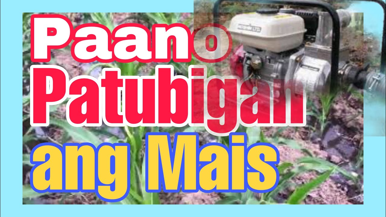 PAANO PATUBIGAN ANG MAIS || IRRIGATING YELLOW HYBRID CORN