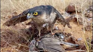 Sparrow-hawk on Gambels Quail (Subscriber Submitted)
