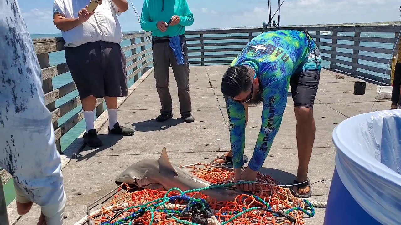 Pro Shark Bob Hall Pier fast action