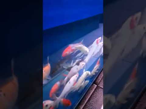 #pasar ikan hias cendrawasih Cengkareng JAKARTA BARAT