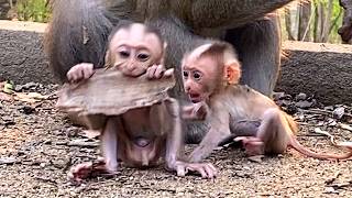 Family Joy — Baby Monkey Plays with Aunt STEELY in a Heartwarming Moment 🐒💛