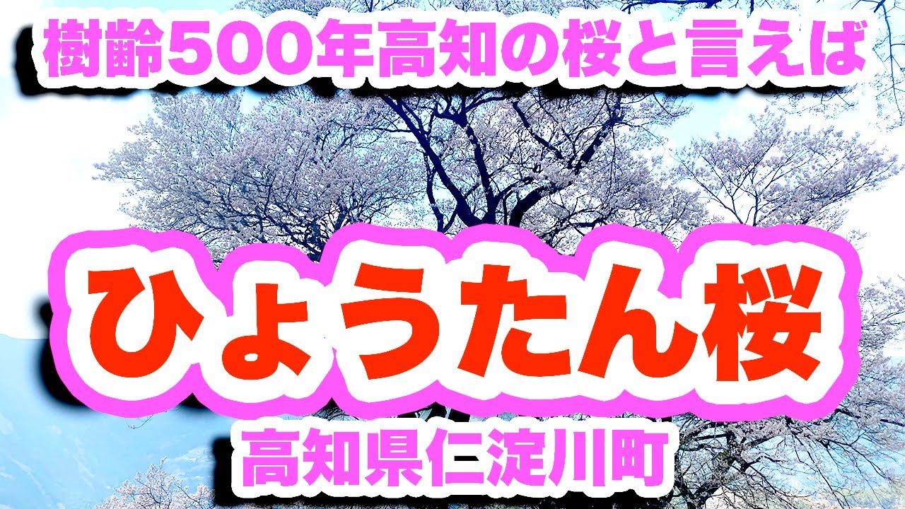 ひょうたん桜/高知県仁淀川町【4K】樹高21m樹齢500年の巨木に満開の桜を愛でる