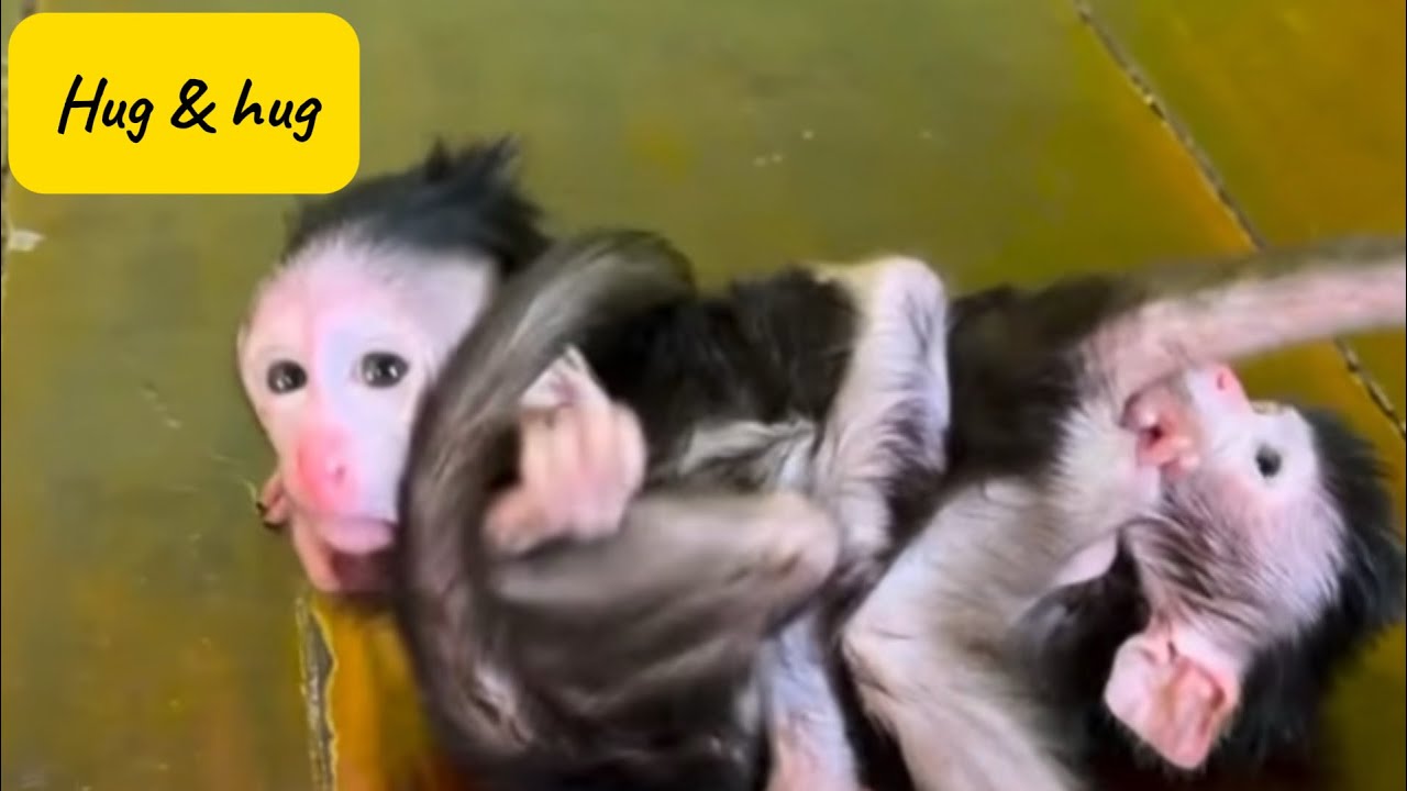 little monkey life🐒🐵🐒