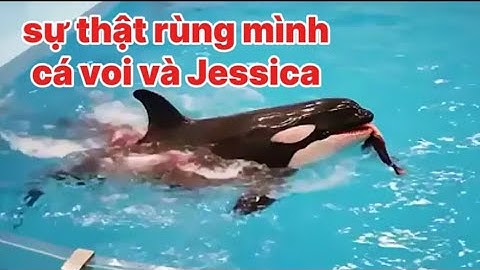 sự thật rùng rợn phía sau câu chuyện cá voi tấn công jessica