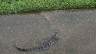 Small gator spotted in Metairie floodwaters