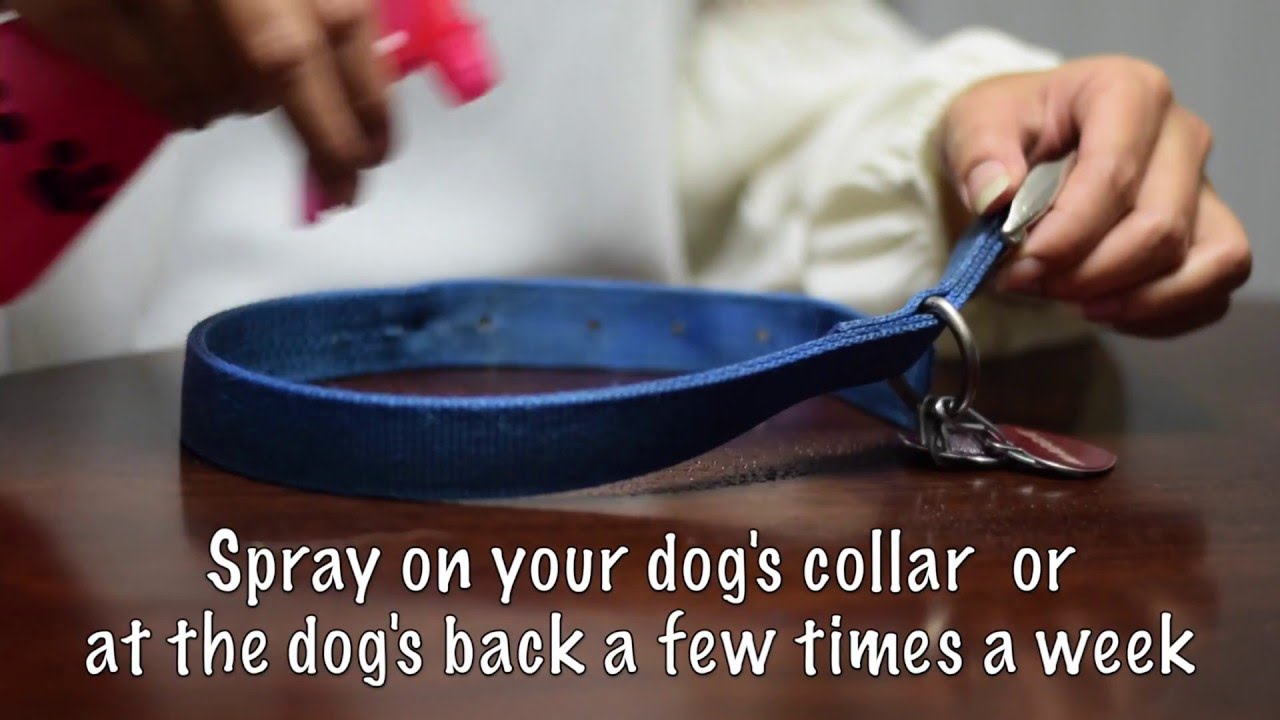 Homemade Dog Flea Spray YouTube