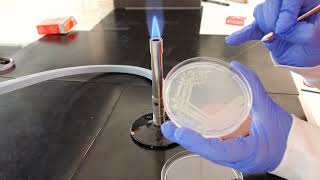 Streaking for single colonies