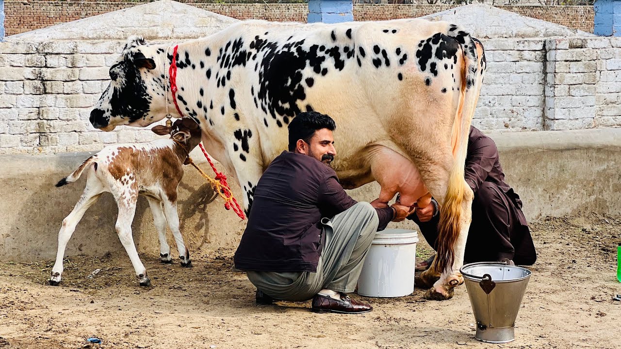 3 سجری سوئی ویڑیاں برائے فروخت 9 فروری 2026 ساروکی گجرات[8498176-0318]