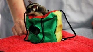 Do I Need a Sugar Glider Permit? | Sugar Gliders