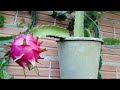 Como planta pitaya atraves da semente ou estaquia