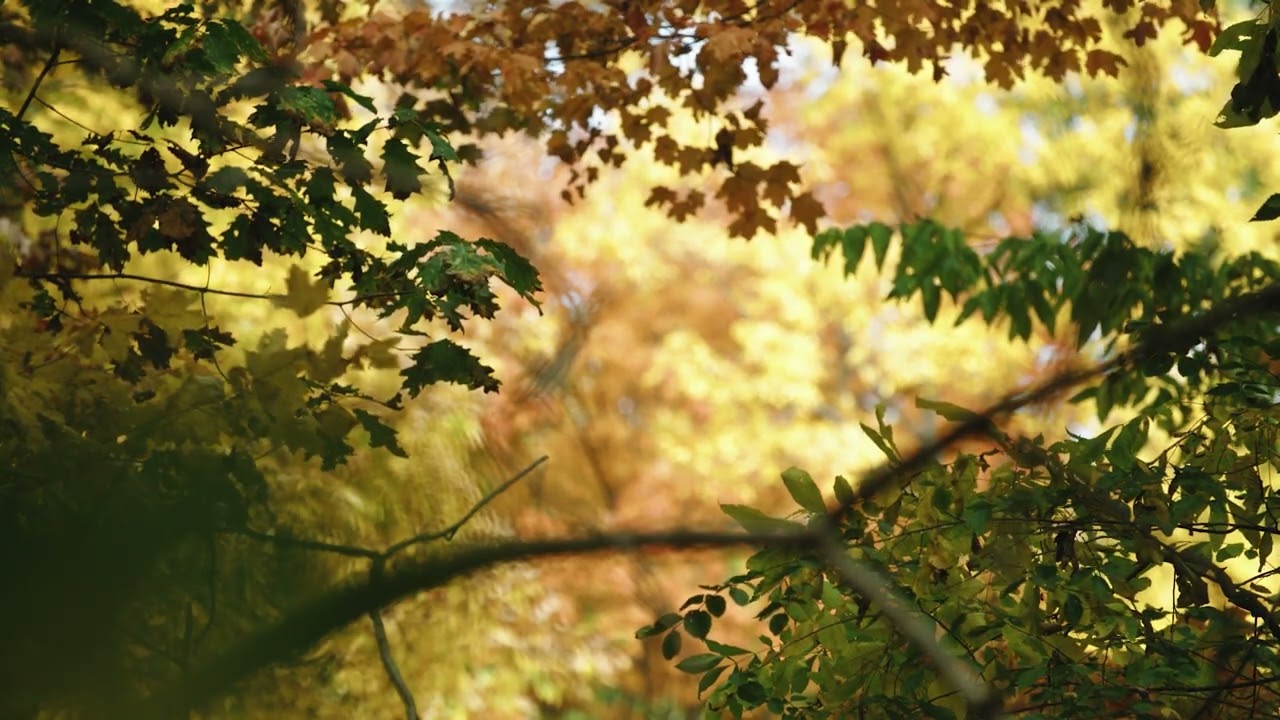 Rustling Whispers: 8-Hour Serene Sounds of Wind and Leaves for Deep Meditation and Restful Sleep