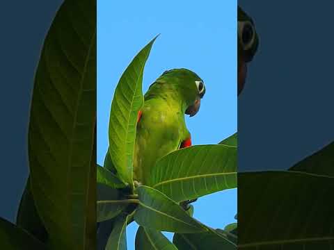 Perico🦜 #perico #birds #aves #short #mexico #rd #usa #chile #peru #colombia #argentina #españa #pr