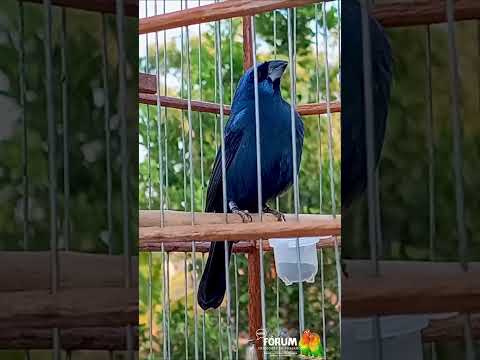🔥Por que alguns azulões cantam mais alto?#azulao  #aves #passaros #naturezasurpreendente
