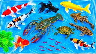 MELEPAS IKAN KE KOLAN KECIL: ikan nika,ikan koi,ikan mas,ikan cupang,ikan lele,ikan gabus,lomster