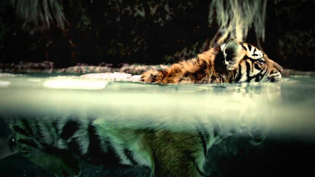 Nat Geo Wild 2010 Commercial HD - YouTube