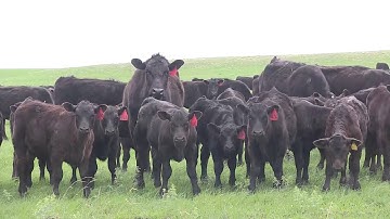 Angus VNR: The safety gene