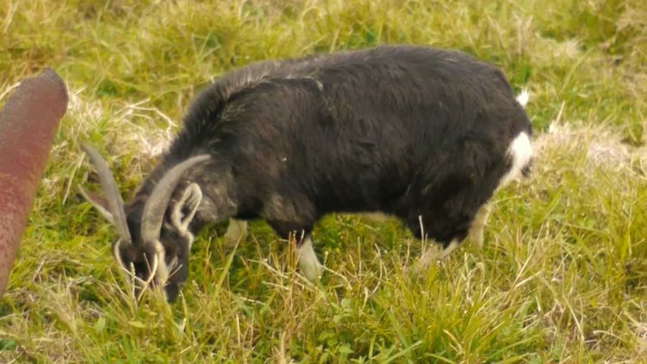 ''Wategoat'', Feral Goat (Capra hircus ♀) at Cape Byron