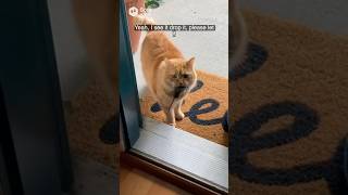 Cat Brings Home a Mouse “Gift” 😳🐱🐭 #cat #funny #viral