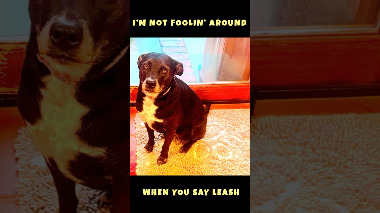 Midnight Mail Run Got My Dog THIS Excited 😳🐶