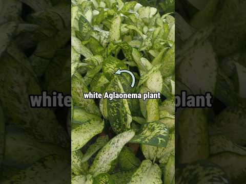 White Algoenema is a beautiful indoor plant  for your home.