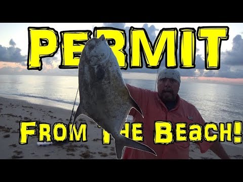 Catching Permit From The Beach At Sunrise
