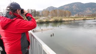 Visual Surveys of Salmon Streams and Bio-sampling after Spawning