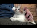 Jimi the love bug kitten  part 1